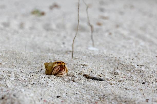 A charming little hermit crab emerges from his shell and prepares to scuttle off into the distance.