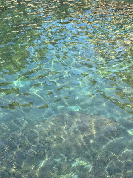 istock Ocean algae on seabed in transparent water. 1460195463