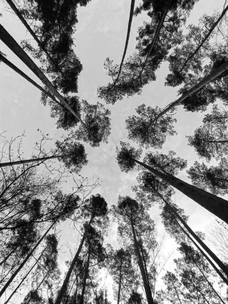 istock Greyscale shot of tall trees in the forest 1460195794
