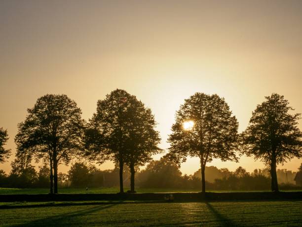 istock Image of several trees in a row in a field during a sunset in Broken, Germany 1460196560