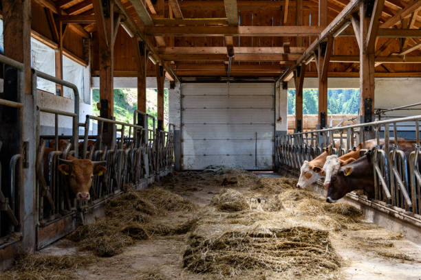 istock Cows eating hay in barn on a farm. 1460197105