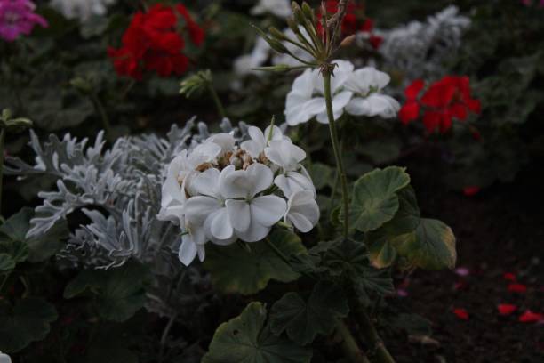 istock Closeup of the white garden geranium. 1460197451