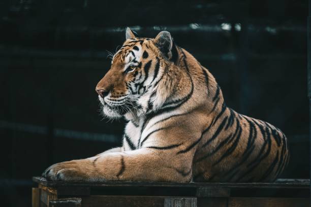 istock Closeup shot of a tiger lying inside the zoo 1460198210