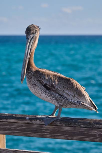 istock Grey pelican perching on a wooden fence 1460198225