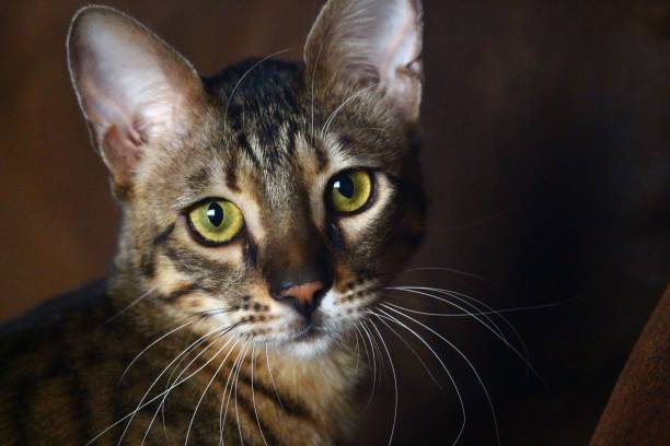 istock Closeup shot of a cute bengal cat 1460198324