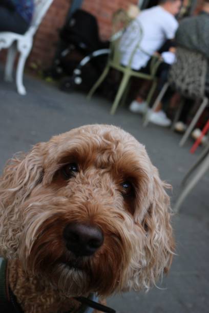 istock Closeup shot of a cute dog 1460198786