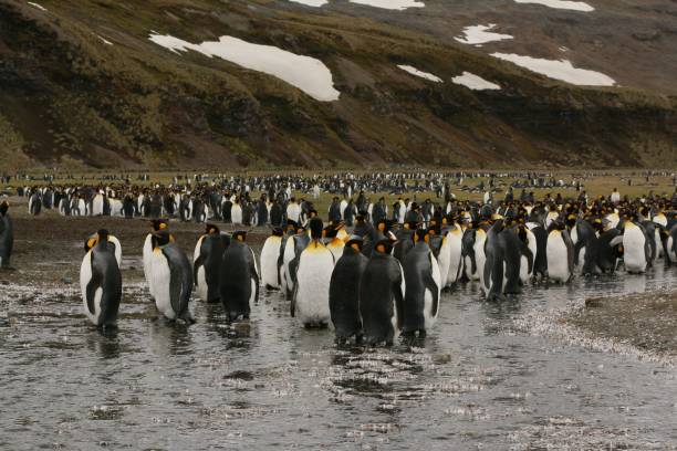 istock Beautiful view of a penguin colony 1460199500