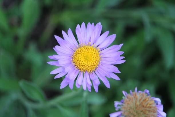 istock Selective focus of a purple Alpine Aster with green leaves blurred background 1460199598