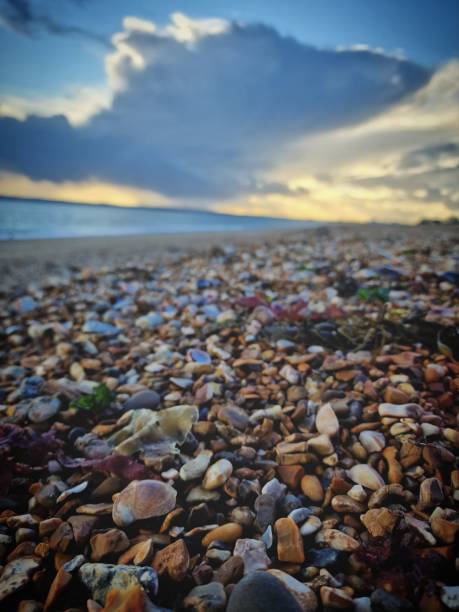 istock Vertical shot of the cobbles and sea shells on the beach at sunset 1460201607