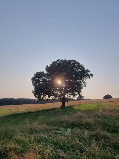 istock Vertical shot of a tree with sunlight coming through it in a farmland 1460201632