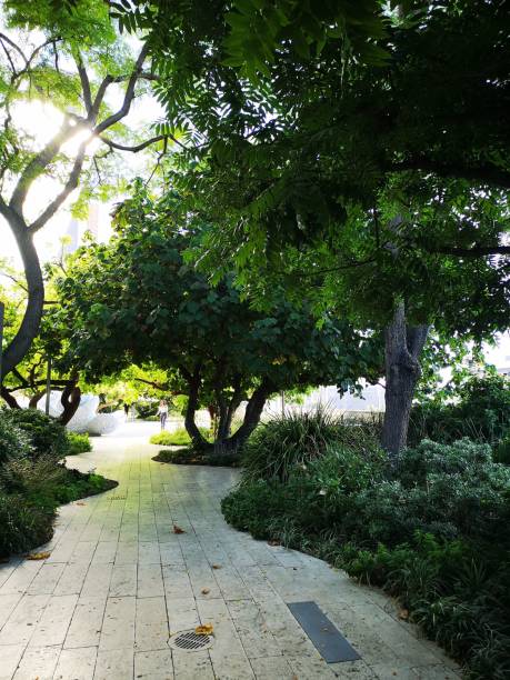 istock Vertical shot of a tree in a park on a sunny day 1460201848