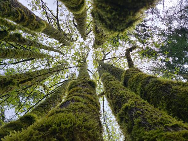 istock Low angle shot of tree logs covered with green moss in a forest 1460202025