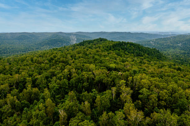 istock Aerial shot of a dense forest on hills under a bright skyline 1460202116