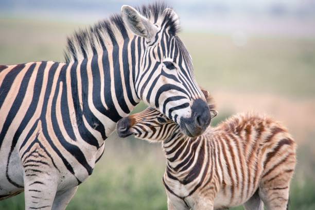 istock Closeup of a zebra playing with its foal in a field 1460202187