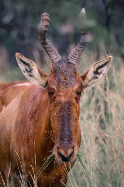 istock Vertical closeup of a red hartebeest grazing in a field 1460202190