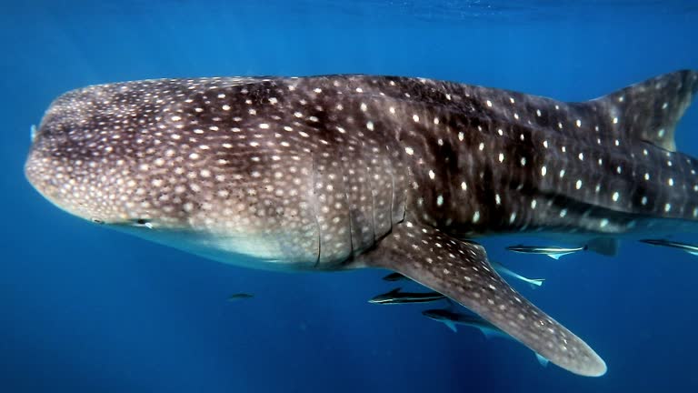 Swimming alongside the largest fish in the sea; the whaleshark, in clear deep blue water