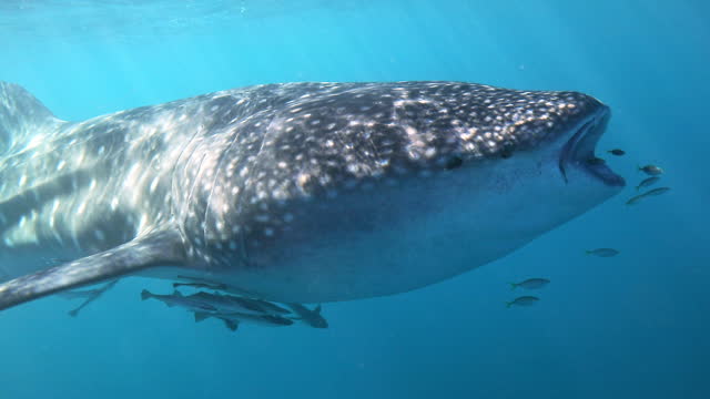 Swimming alongside the largest fish in the sea; the whaleshark, in clear deep blue water