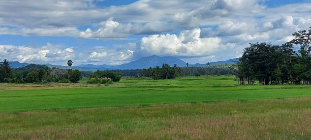 istock Agriculture panoramic view with mountains in distance in background under cloudy sky 1460204515