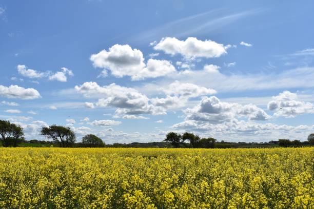 istock Rapeseed field with trees on the horizon under blue cloudy sky 1460204563