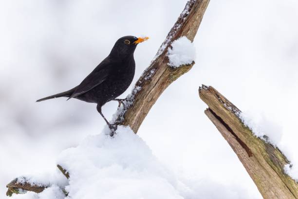 istock Common blackbird (Turdus merula) perched on the branch with melting snow 1460204964