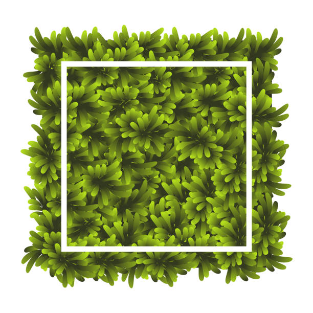 istock Green grass square. Ground cover plants background texture. Design for card, banner. Piece grasses for you design 1460205112