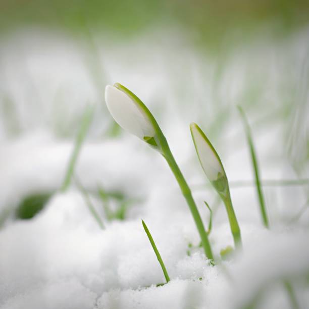istock Spring background with flowers. The first spring flowers - snowdrops in the grass.  (Amaryllidaceae - Galanthus nivalis) 1460205266
