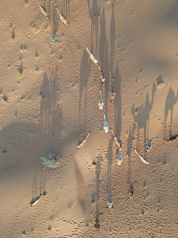 An aerial top view of camels traversing the sands of a beautiful desert