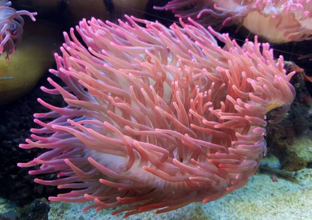 istock underwater image of an Actiniaria - Sea Anemone 1460206377