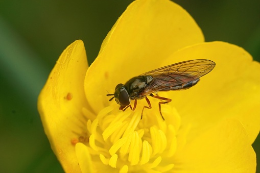 Natural closeup on a common short Melanostoma mellinum hoverfly on a yellow buttercup flower