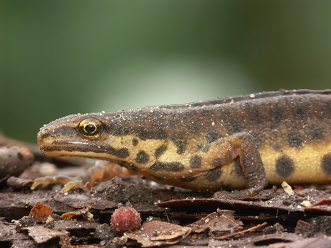 Natural Closeup on a terrestrial European common smooth newt, Lissotriton vulgaris in the garden