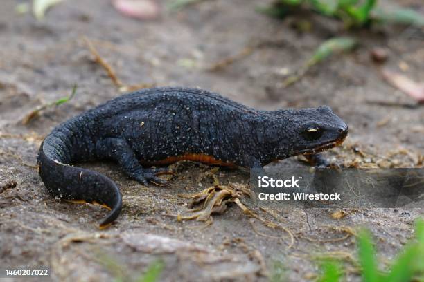 Closeup Of An Adult Terrestrial Female Alpine Newt Ichthyosaura Alpestris On The Ground Stock Photo - Download Image Now