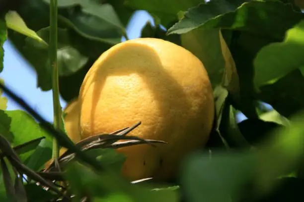 lemon on a tree in the sun