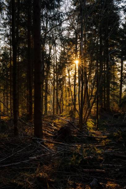 istock Autumn landscape in a woody forest at sunset 1460207124