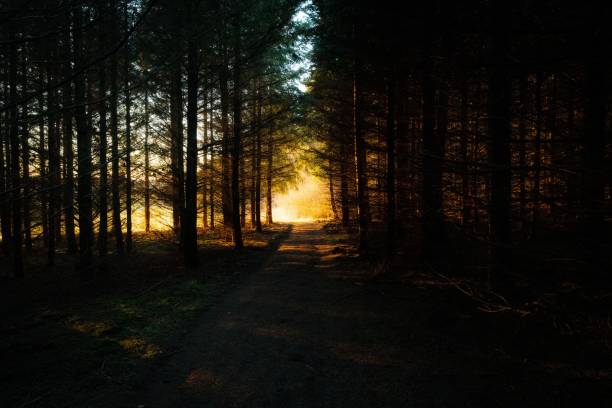 istock Autumn landscape in a woody forest at sunset 1460207150