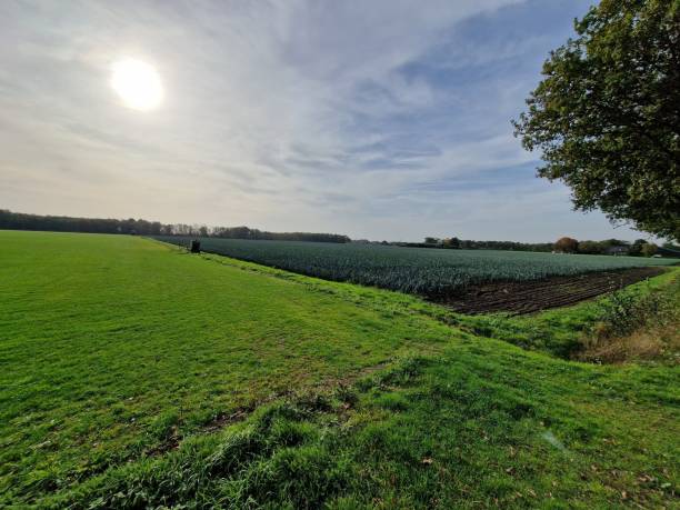 istock Drone view over a green agricultural field on a sunny day 1460207259