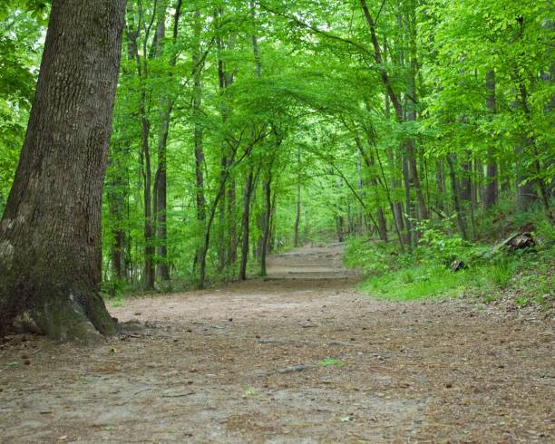 istock Beautiful view of a pathway in the forest 1460208077