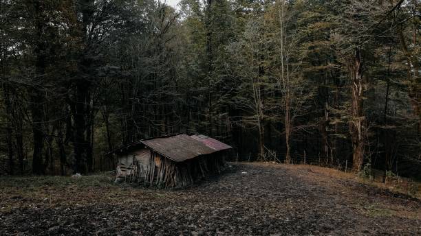 istock Old wooden rustic house in the forest surrounded by the trees 1460208506