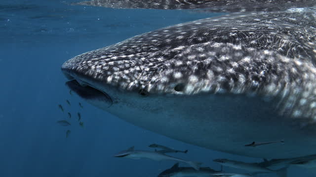 Up close detail with eye contact of the largest fish in the sea; the whale shark, in clear deep blue water