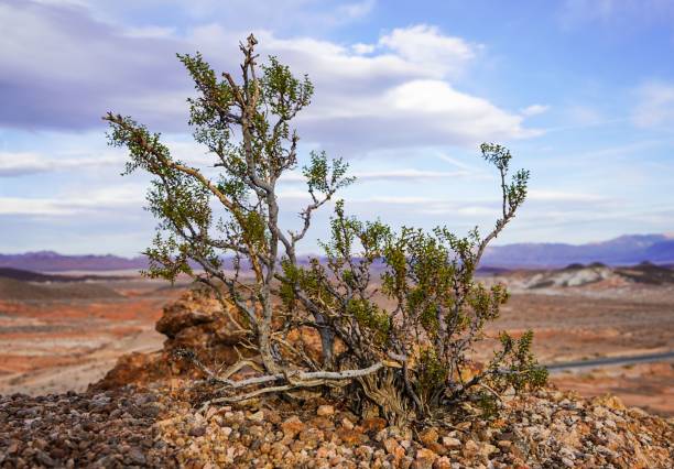 istock Closeup of a small tree in a wilderness 1460208902