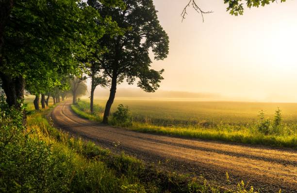 istock Narrow road between the lush green trees at sunset 1460209493