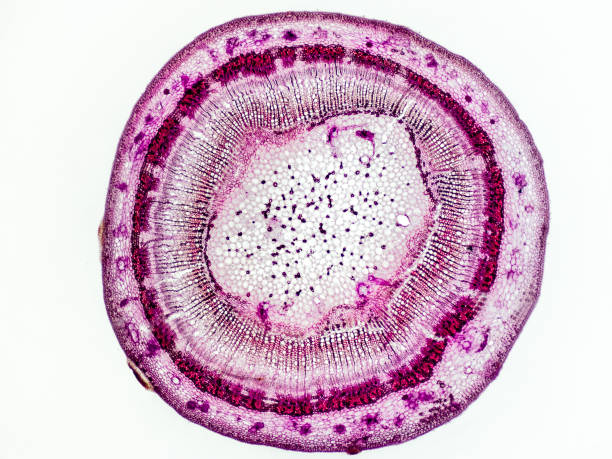 tige de tilleul (tilia platyphyllos) coupe transversale au microscope - microscope optique grossissement x32 - molecular structure photos photos et images de collection