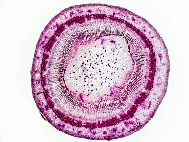 linden stem (Tilia platyphyllos) cross section under the microscope showing phloem, vascular cambium, medullary ray and pith - optical microscope x32 magnification