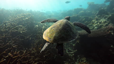 Bright green sea turtle swimming on the surface above dead coral reef