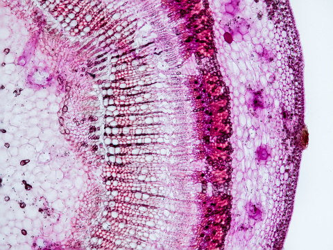 linden stem (Tilia platyphyllos) cross section under the microscope - optical microscope x100 magnification