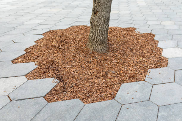 istock Mulching the trunk of a tree with a bark. Tree preservation in an urban environment. Hexagonal paving around a tree trunk on a pedestrian boulevard 1460212521