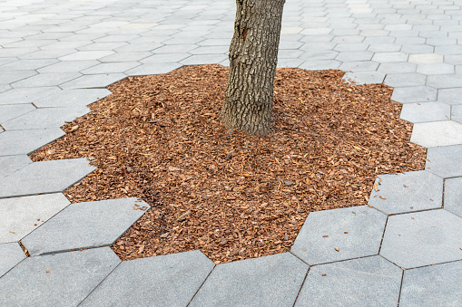 Hexagonal paving around a tree trunk on a pedestrian boulevard Mulching the trunk of a tree with a bark. Tree preservation in an urban environment.