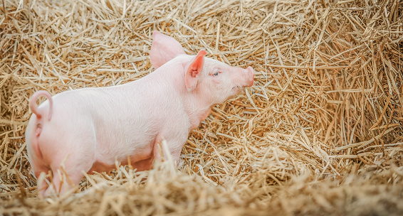 young piglet on hay at pig farm
