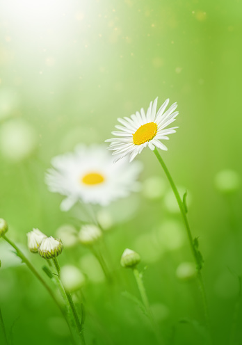 Spring or summer nature scene with blooming white daisies in sun flares. Summer background