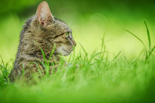 beautiful tabby cat in the green grass meadow. Summer day