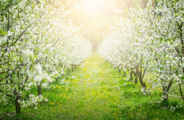 manzanos en flor en un soleado día de primavera sobre el fondo de la luz del sol. concepto de naturaleza - orchard flower apple tree tree fotografías e imágenes de stock